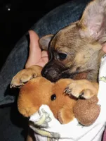 Haaland, a male Chihuahua for sale in Paoli, OK – 9 of 10