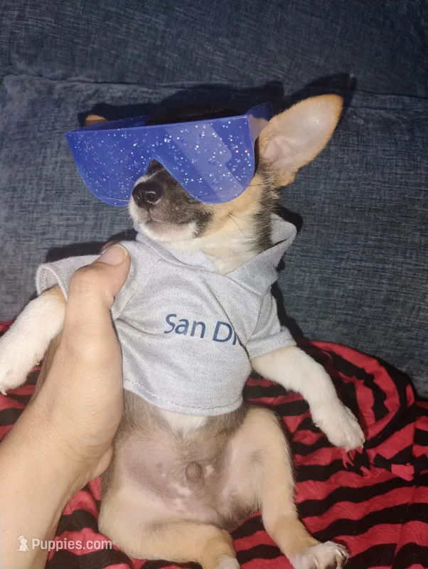 Boo – Chihuahua puppy for sale in Paoli, OK
