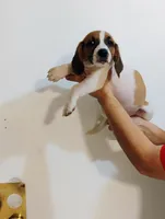 Daysi, a female Basset Hound for sale in Paoli, OK – Photo 1 of 4