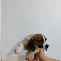 Daysi, a female Basset Hound for sale in Paoli, OK – Photo 3 of 4