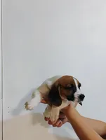 Daysi, a female Basset Hound for sale in Paoli, OK – Photo 3 of 4