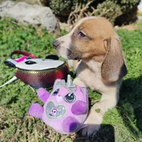 Daysi, a female Basset Hound for sale in Paoli, OK – Photo 4 of 4