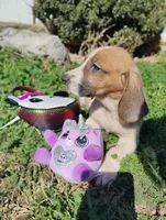 Daysi, a female Basset Hound for sale in Paoli, OK – Photo 4 of 4