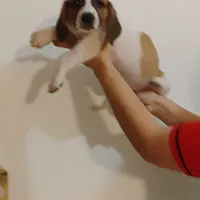 Daysi, a female Basset Hound for sale in Paoli, OK – Photo 2 of 4