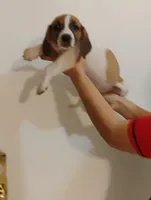 Daysi, a female Basset Hound for sale in Paoli, OK – Photo 2 of 4