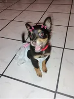 Princess, a female Yorkshire Terrier for sale in Paoli, OK – 3 of 4