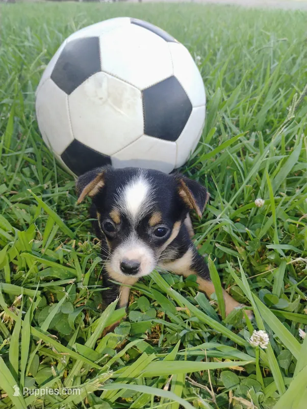 Messi – Chihuahua puppy for sale in Paoli, OK