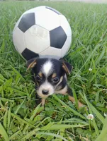 Messi, a male Chihuahua for sale in Paoli, OK – 1 of 8