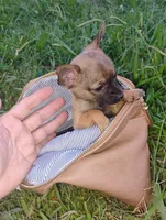 Haaland, a male Chihuahua for sale in Paoli, OK – 6 of 9