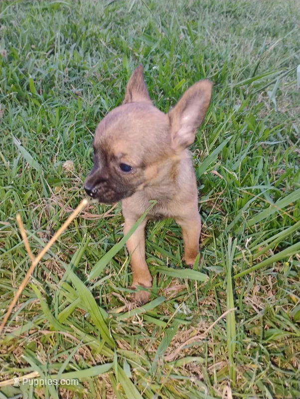 Haaland – Chihuahua puppy for sale in Paoli, OK