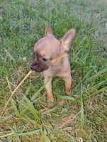 Haaland, a male Chihuahua for sale in Paoli, OK – 1 of 9