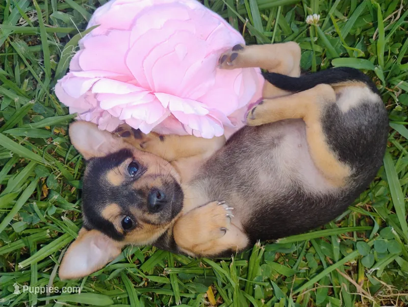 Pixie  – Chihuahua puppy for sale in Paoli, OK
