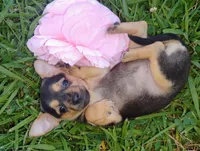 Pixie , a female Chihuahua for sale in Paoli, OK – 1 of 2
