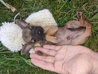 Haaland, a male Chihuahua for sale in Paoli, OK – 4 of 9