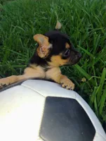 Mappe, a male Chihuahua for sale in Paoli, OK – 6 of 8