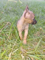 Haaland, a male Chihuahua for sale in Paoli, OK – 9 of 9