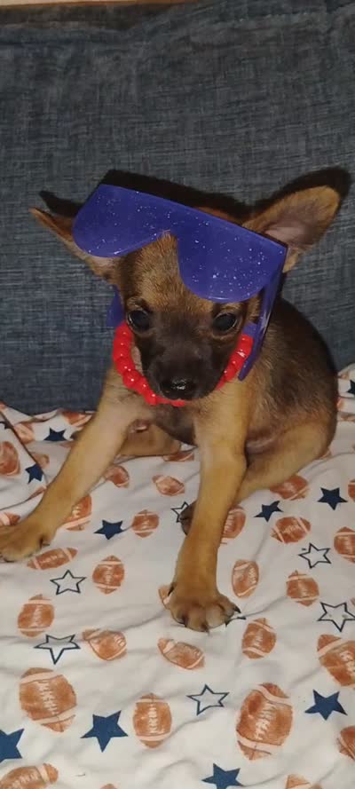 Haaland, a male Chihuahua for sale in Paoli, OK – 10 of 10