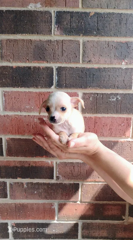 Lucas, a male Chihuahua for sale in Paoli, OK – Photo 1 of 10