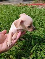 Lucas, a male Chihuahua for sale in Paoli, OK – Photo 2 of 10