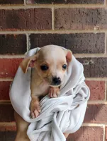 Lucas, a male Chihuahua for sale in Paoli, OK – Photo 3 of 10