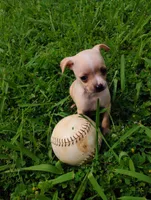 Lucas, a male Chihuahua for sale in Paoli, OK – Photo 6 of 10