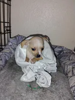 Lucas, a male Chihuahua for sale in Paoli, OK – Photo 5 of 10