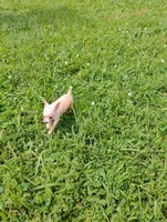 Lucas, a male Chihuahua for sale in Paoli, OK – Photo 9 of 10