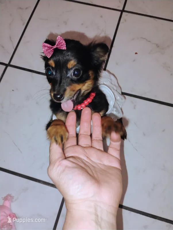 Roxy – Yorkshire Terrier puppy for sale in Paoli, OK