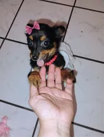 Roxy, a female Yorkshire Terrier for sale in Paoli, OK – 1 of 5