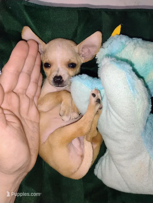 Peanut , a male Chihuahua for sale in Paoli, OK – Photo 1 of 10