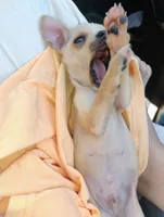 Peanut , a male Chihuahua for sale in Paoli, OK – Photo 10 of 10