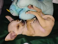 Peanut , a male Chihuahua for sale in Paoli, OK – Photo 6 of 10