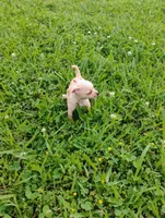 Peanut , a male Chihuahua for sale in Paoli, OK – Photo 4 of 10