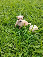 Peanut , a male Chihuahua for sale in Paoli, OK – Photo 7 of 10