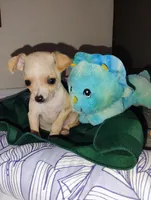 Peanut , a male Chihuahua for sale in Paoli, OK – Photo 2 of 10