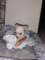 Peanut , a male Chihuahua for sale in Paoli, OK – Photo 5 of 10