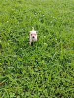 Peanut , a male Chihuahua for sale in Paoli, OK – Photo 8 of 10