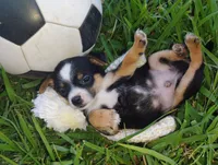 Messi, a male Chihuahua for sale in Paoli, OK – 7 of 8