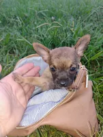 Haaland, a male Chihuahua for sale in Paoli, OK – 5 of 9