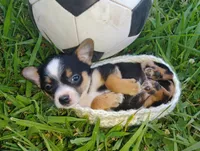 Messi, a male Chihuahua for sale in Paoli, OK – 3 of 8