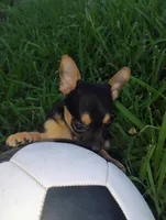 Mappe, a male Chihuahua for sale in Paoli, OK – 2 of 8