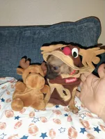 Haaland, a male Chihuahua for sale in Paoli, OK – 8 of 10
