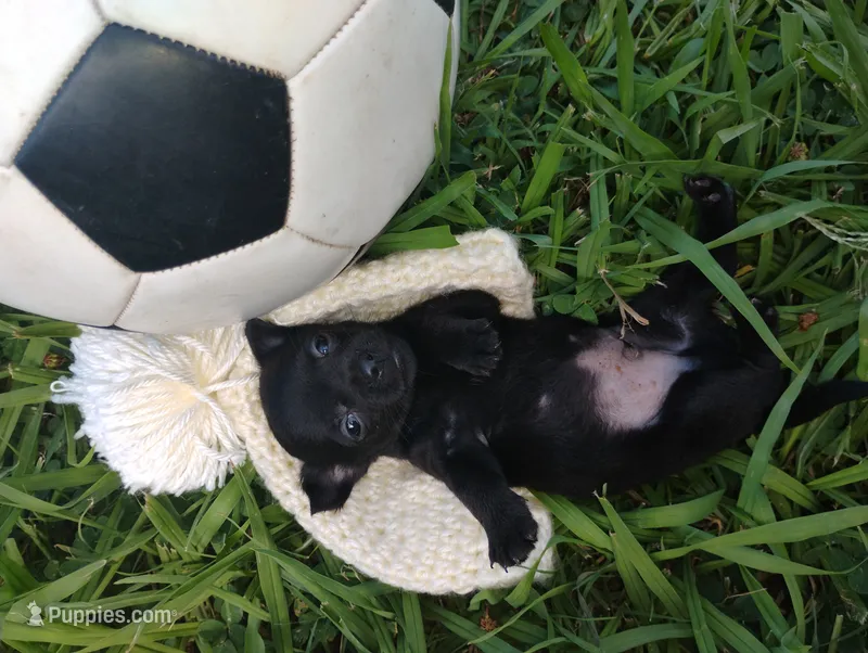 Bear – Chihuahua puppy for sale in Paoli, OK