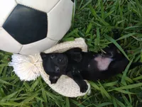 Bear, a male Chihuahua for sale in Paoli, OK – 1 of 4
