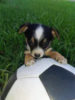 Messi, a male Chihuahua for sale in Paoli, OK – 6 of 8