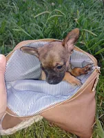 Haaland, a male Chihuahua for sale in Paoli, OK – 7 of 9