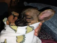 Haaland, a male Chihuahua for sale in Paoli, OK – 7 of 10