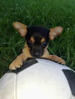 Mappe, a male Chihuahua for sale in Paoli, OK – 4 of 8
