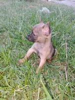 Haaland, a male Chihuahua for sale in Paoli, OK – 8 of 9