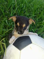 Boo, a male Chihuahua for sale in Paoli, OK – 6 of 6